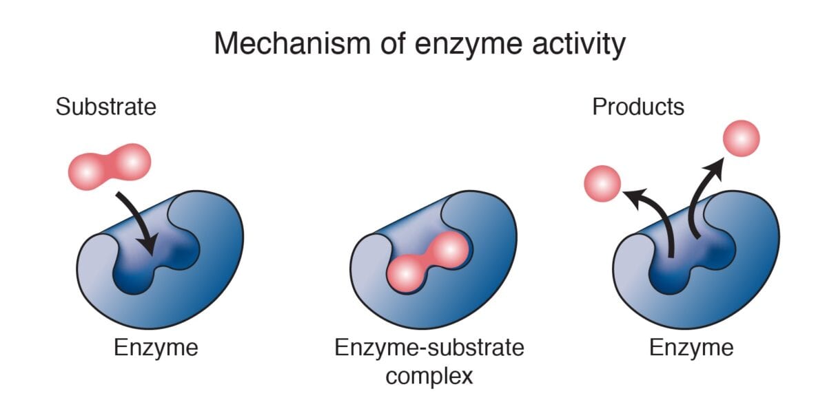 Enzymes Healthy Food Near Me