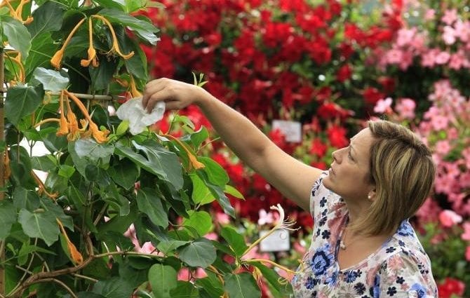 Everyone to the garden! Scientists talk about a quick way to become happier