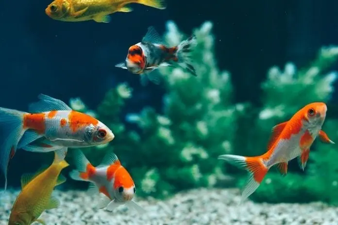 Fish myths: what not to believe