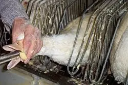 Foie gras will be banned in New York