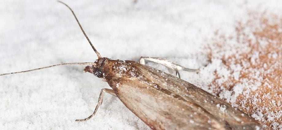 Food moth: 5 nga tip aron makatipig pagkaon