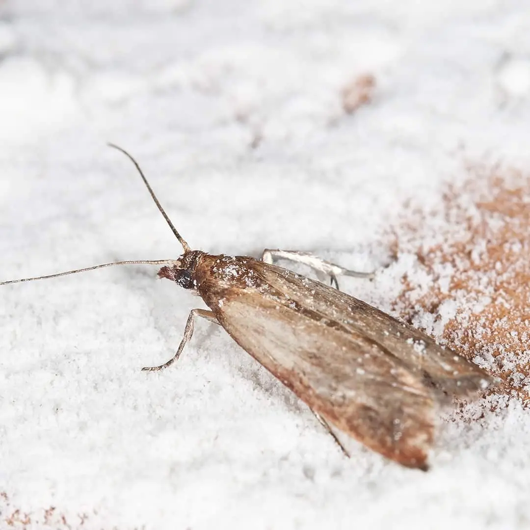 Food moth: 5 tips to save food