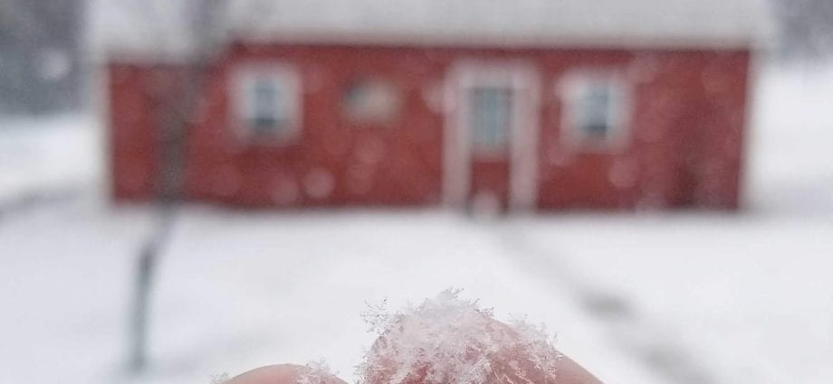 سردیوں تک منجمد: برف میں کھانا کس طرح مناسب طریقے سے سیل کرنا ہے