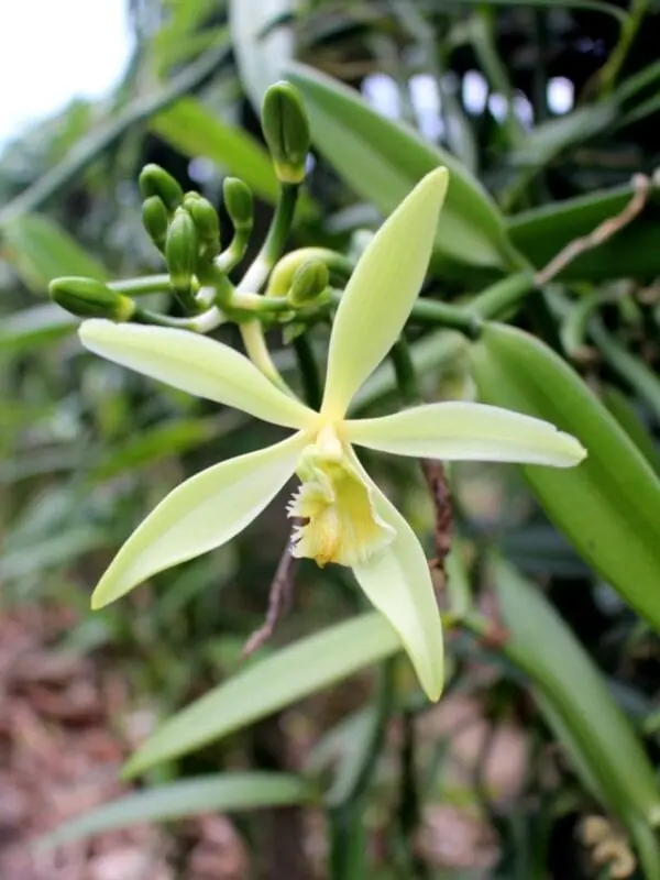 From orchid flower to vanilla pod