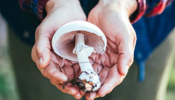蘑菇季節：如何清潔和煮蘑菇