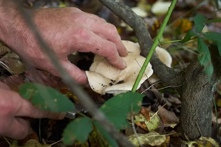 Mushroom season: how to clean and cook the mushrooms