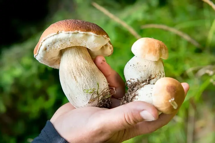 Mushroom season: how to clean and cook the mushrooms