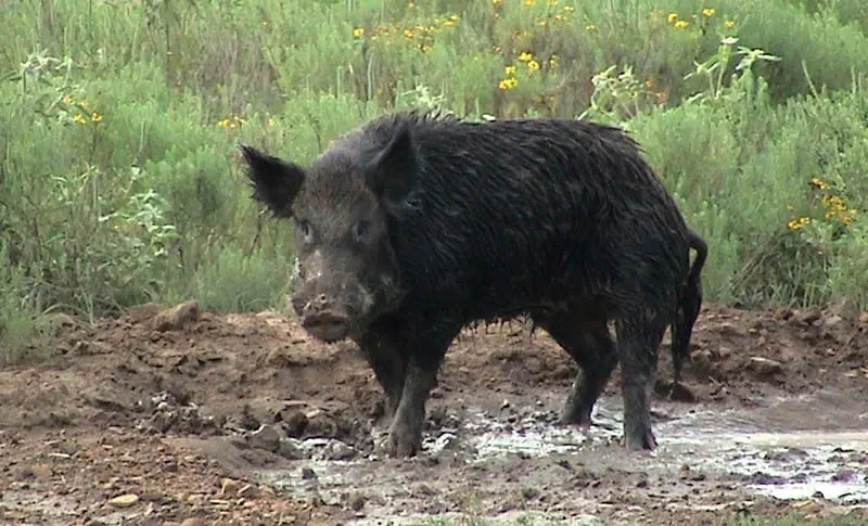 How long boar to cook?