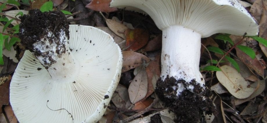 How long russula to cook?