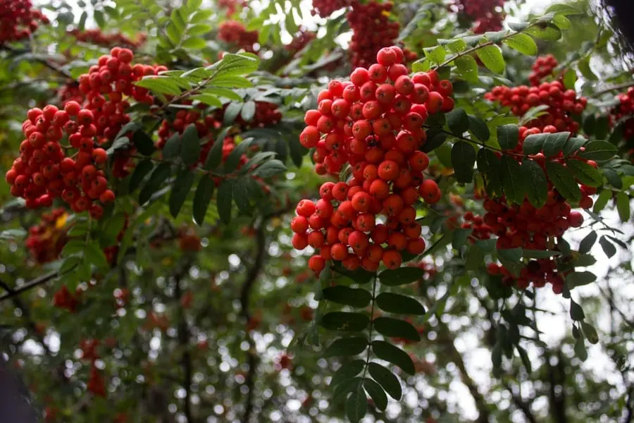 How long to cook mountain ash compote?