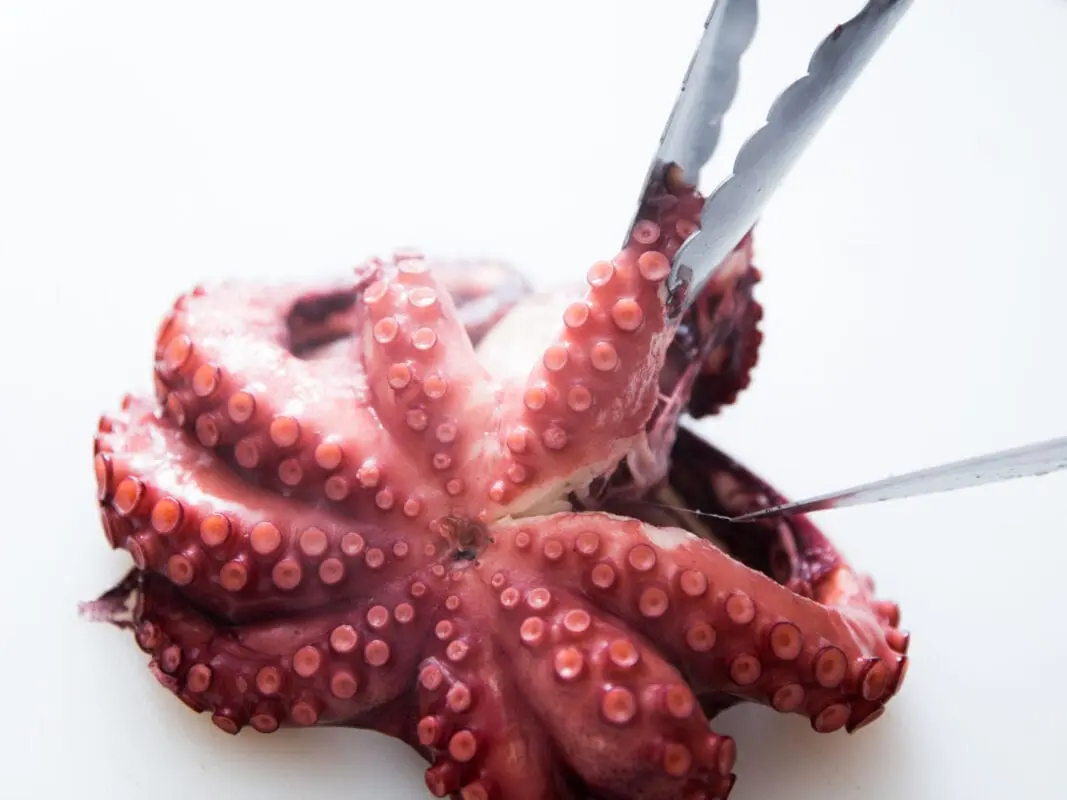 How many octopuses to cook?