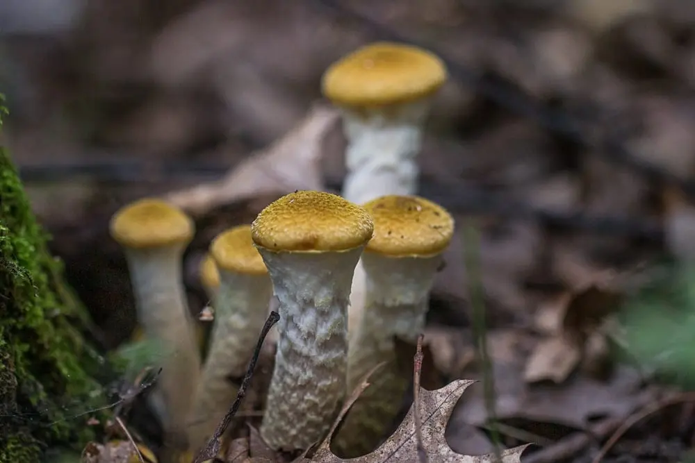 How to collect honey mushrooms in winter?