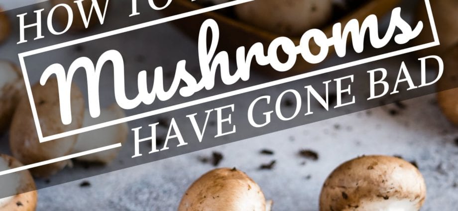 How to cook champignons so as not to spoil everything again