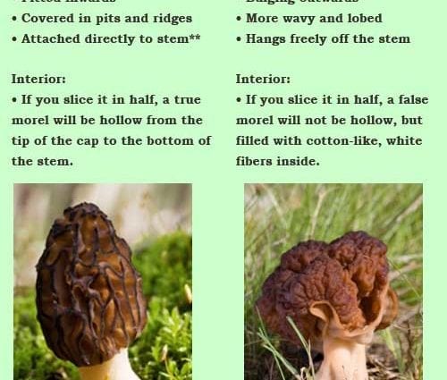 How to identify false mushrooms when cooking