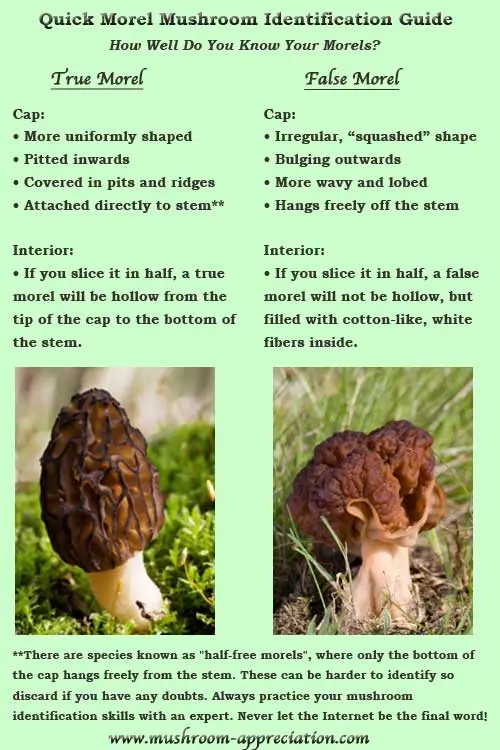 How to identify false mushrooms when cooking