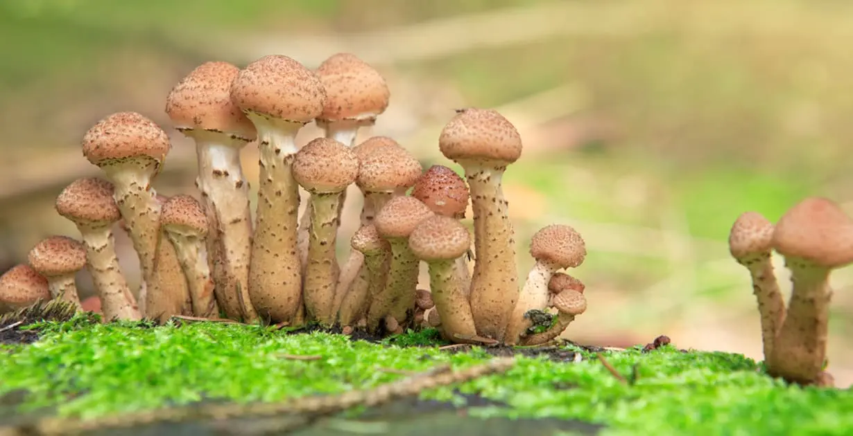 How to keep honey agarics color when cooking