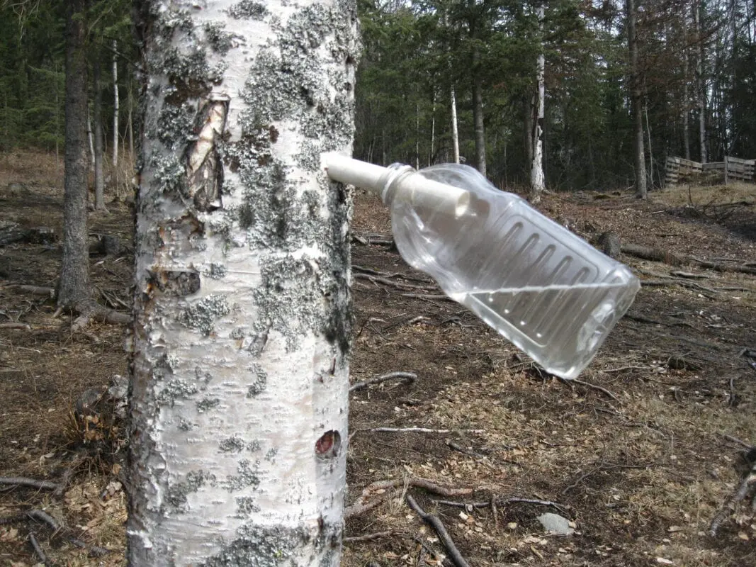 How to make a harvesting of birch sap?