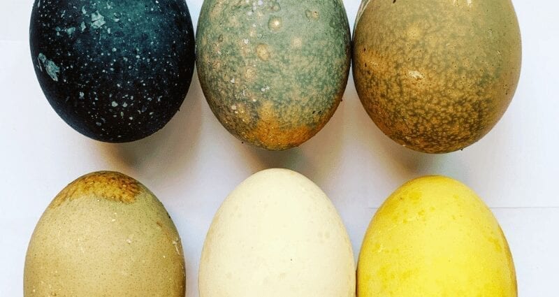 How to paint eggs with karkade tea?