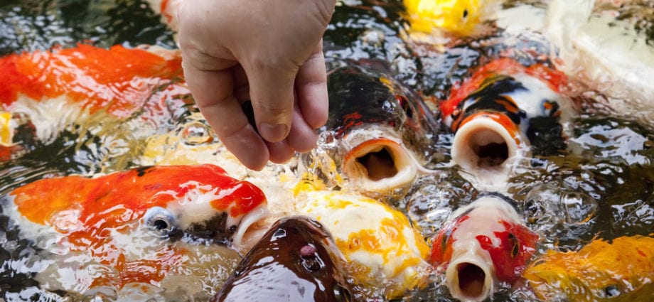В Японии рыб кормят шоколадом: суши такие красивые