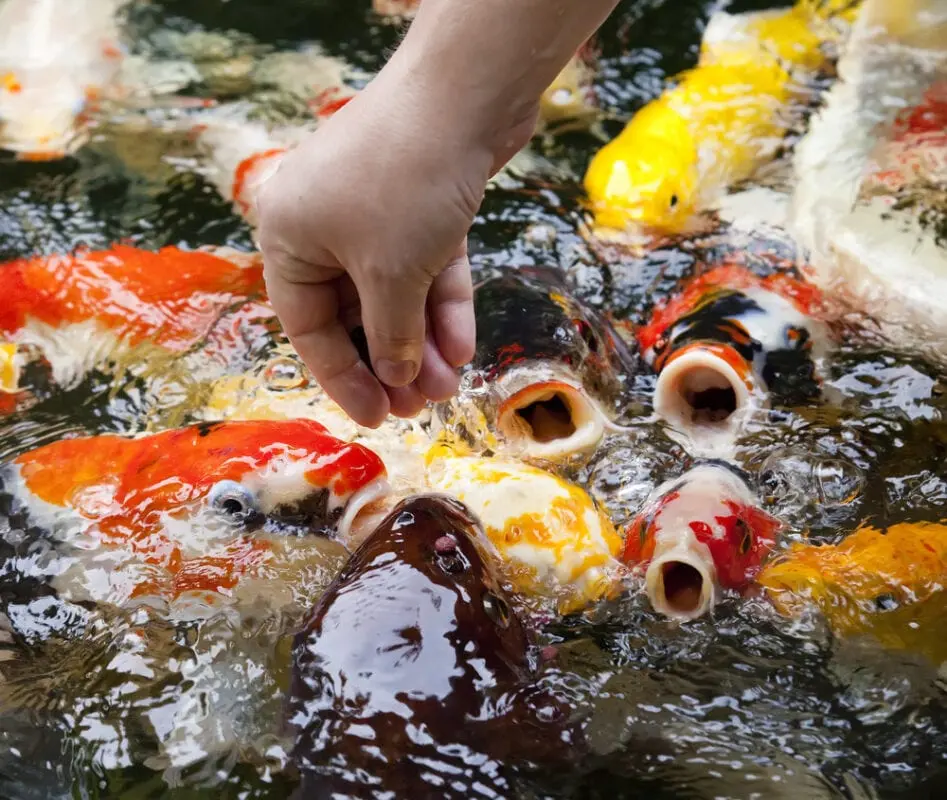 In Japan, fish are fed with chocolate: sushi is so beautiful