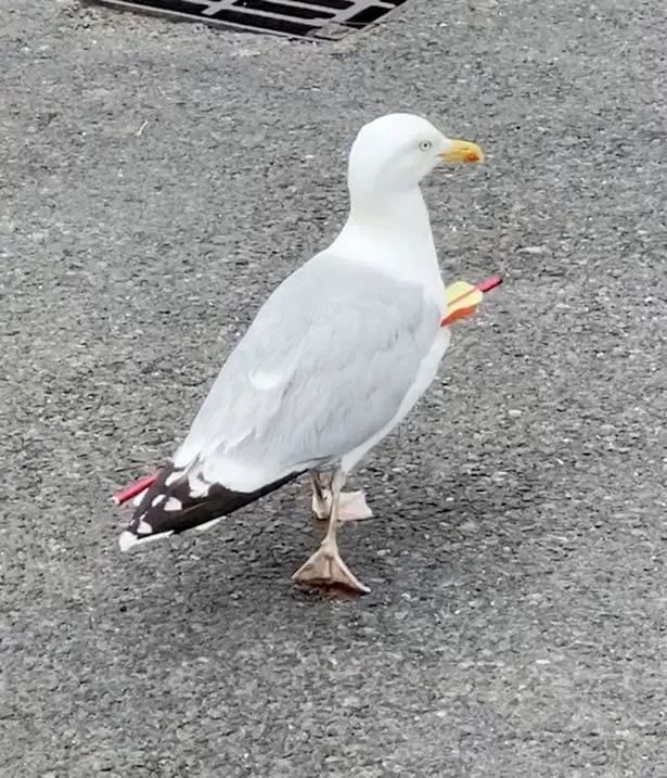 In the UK, seagull stunned people with curry