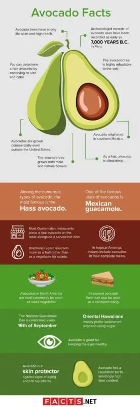 Interesting facts about avocados