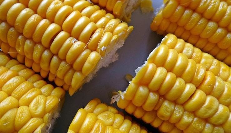 Corn &#8211; useful or harmful? And to whom is contraindicated