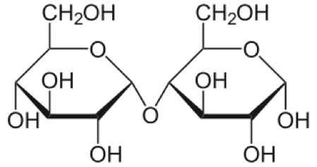 Maltose