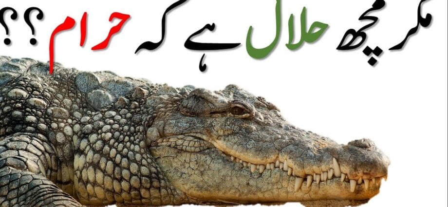 Är krokodilkött halal