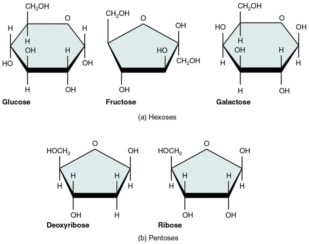 Monosaccharides