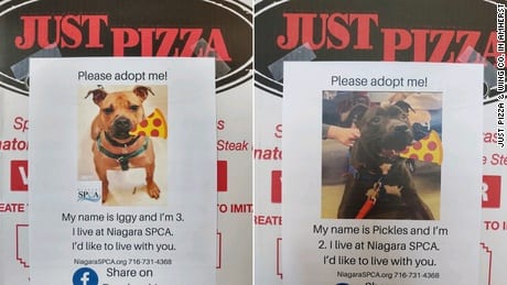 紐約比薩店將狗畫像放在盒子上