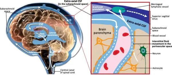 Nutrition for cerebrospinal fluid