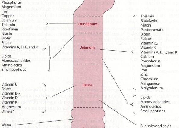 Nutrition for the duodenum