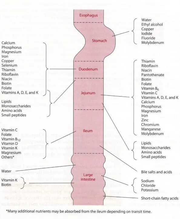 List diets for organs