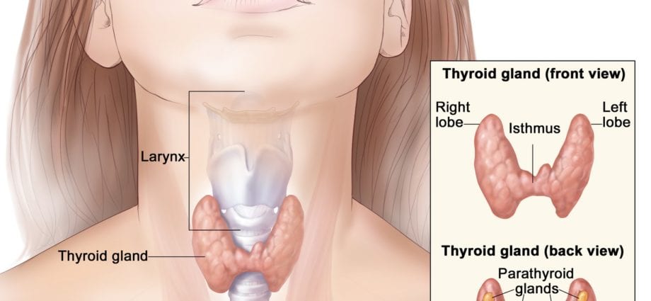Nutrition for the parathyroid glands