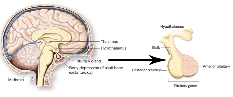 Nutrition for the pituitary gland