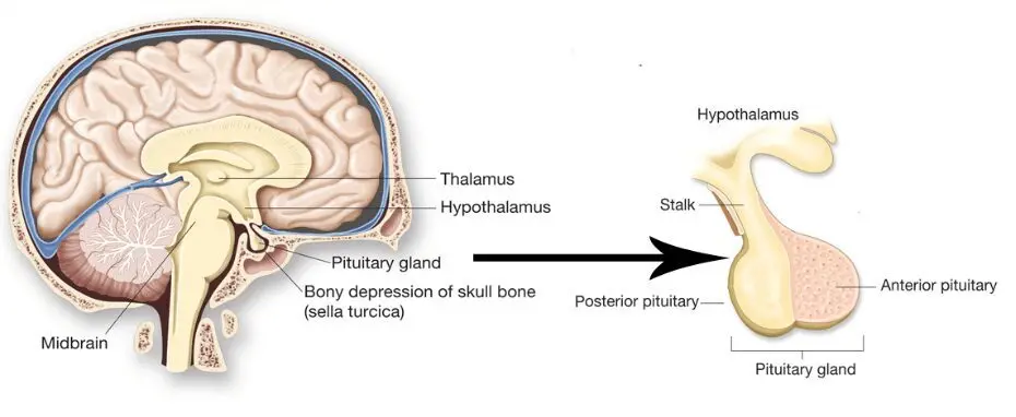 Nutrition for the pituitary gland