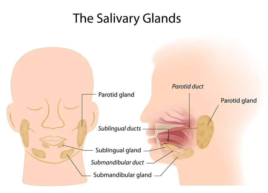 Nutrition for the salivary glands