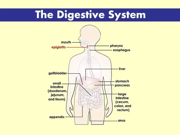 Nutrition for yersiniosis