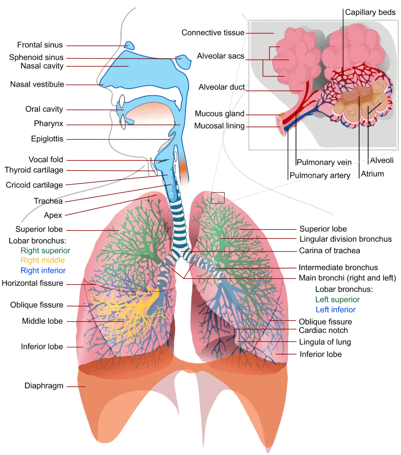 List diets for organs