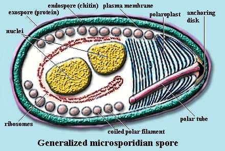 Nutrition with microsporia