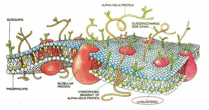 Nutrition with mycoplasma