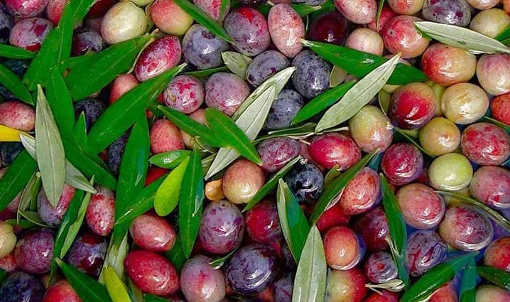 Oliivinlehdet ovat todellinen superruoka, joka suojaa paitsi vilustumiselta ja flunssalta