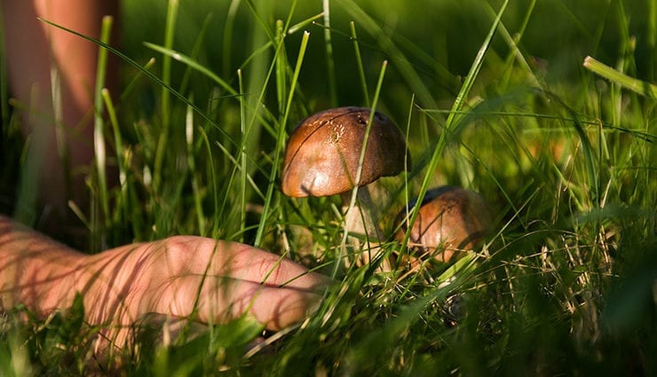 Red champignon (yellow-skinned): description and photo