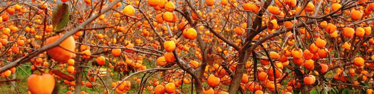 Persimmon for beauty