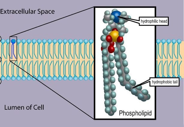 fosfolipider