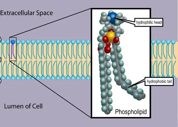 Phospholipids