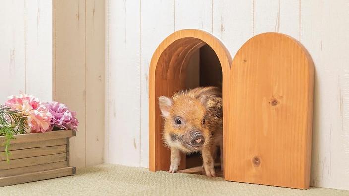 Pig cafe opened in Japan