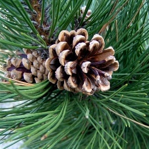 Pine cones, pine needles in a healthy diet: decoction of pine buds, infusion of cones and needles, cone jam, pine &#8220;honey&#8221;