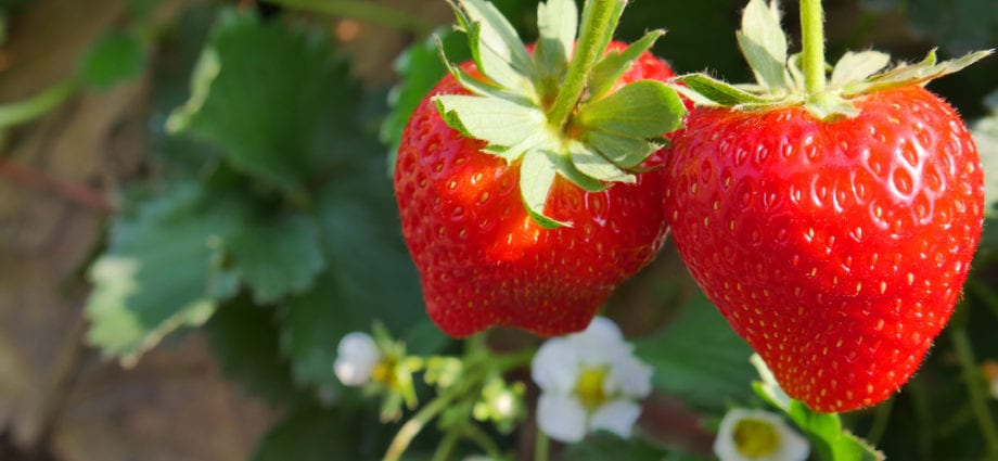 春天播種草莓，什麼時候收穫？
